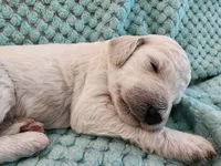 Angel Cake, a female Poodle - Standard  for sale in Clayton, WA – Photo 7 of 7