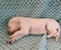 Angel Cake, a female Poodle - Standard  for sale in Clayton, WA – Photo 2 of 7