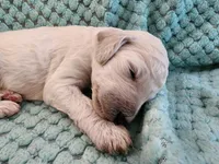 Angel Cake, a female Poodle - Standard  for sale in Clayton, WA – Photo 1 of 7