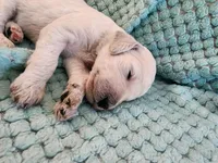 Angel Cake, a female Poodle - Standard  for sale in Clayton, WA – Photo 3 of 7