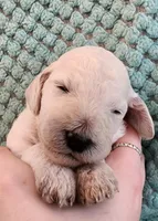 Angel Cake, a female Poodle - Standard  for sale in Clayton, WA – Photo 4 of 7