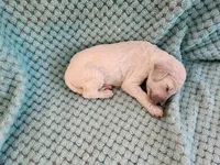 Angel Cake, a female Poodle - Standard  for sale in Clayton, WA – Photo 6 of 7