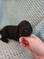Licorice, a male Poodle - Standard  for sale in Clayton, WA – Photo 3 of 5