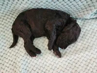 Licorice, a male Poodle - Standard  for sale in Clayton, WA – Photo 4 of 5