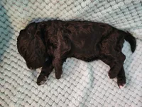 Licorice, a male Poodle - Standard  for sale in Clayton, WA – Photo 5 of 5