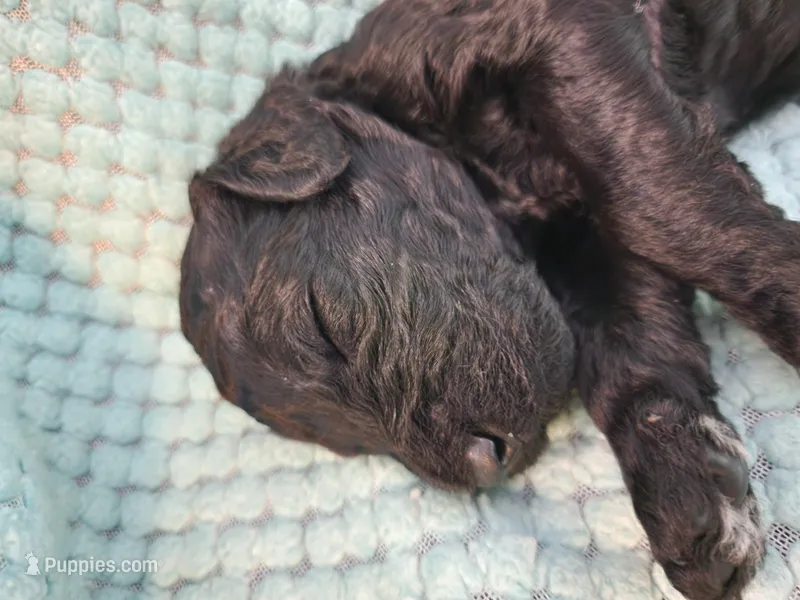Licorice – Poodle - Standard  puppy for sale in Clayton, WA
