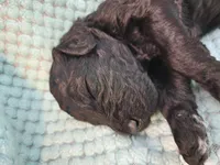 Licorice, a male Poodle - Standard  for sale in Clayton, WA – Photo 1 of 5