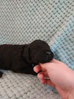 Licorice, a male Poodle - Standard  for sale in Clayton, WA – Photo 2 of 5