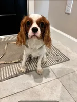 Copper, a male Cavalier King Charles Spaniel for sale in Sarasota, FL – 3 of 5