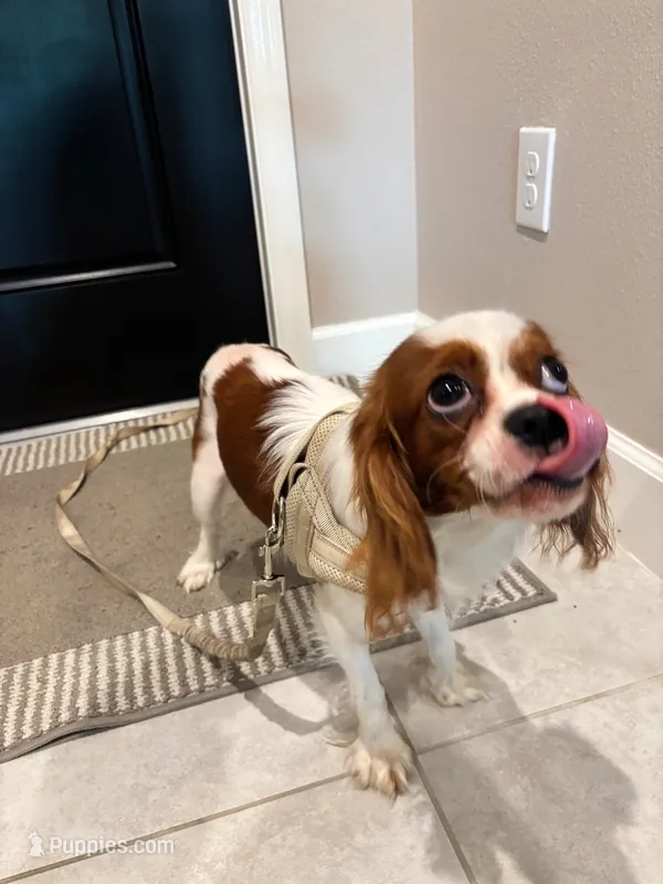 Copper – Cavalier King Charles Spaniel puppy for sale in Sarasota, FL