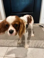 Copper, a male Cavalier King Charles Spaniel for sale in Sarasota, FL – 5 of 5