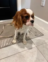 Copper, a male Cavalier King Charles Spaniel for sale in Sarasota, FL – 2 of 5
