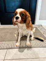 Copper, a male Cavalier King Charles Spaniel for sale in Sarasota, FL – 4 of 5