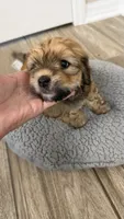 Blue collar , a male Havanese for sale in Clermont, FL – 2 of 5