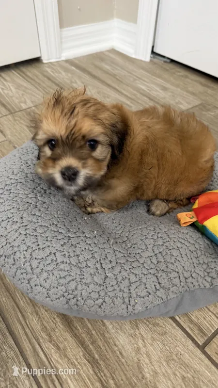 Blue collar  – Havanese puppy for sale in Clermont, FL