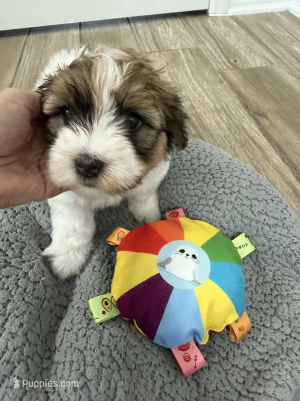 Red collar – Havanese puppy for sale in Clermont, FL