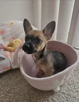 Chloe, a female Chihuahua and Poodle - Miniature  for sale in Melbourne, FL – Photo 1 of 3