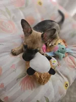 Chloe, a female Chihuahua and Poodle - Miniature  for sale in Melbourne, FL – Photo 3 of 3