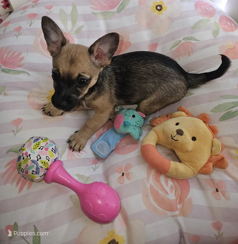 Chloe – Chihuahua, Poodle - Miniature  puppy for sale in Melbourne, FL