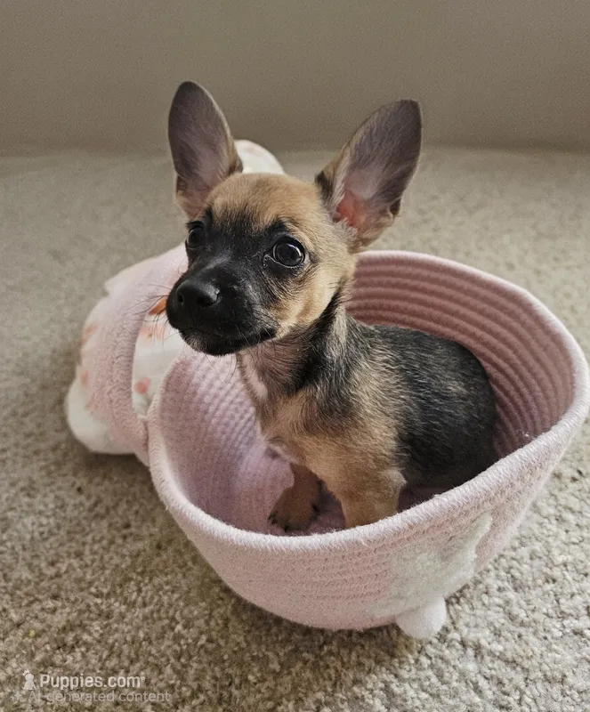 Chloe – Chihuahua, Poodle - Miniature  puppy for sale in Melbourne, FL