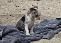 Maria, a female Boston Terrier for sale in Camden, MI – 5 of 8