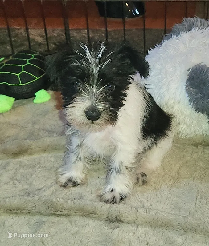 Riley – Miniature Schnauzer puppy for sale in Camden, MI