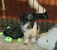 Riley, a male Miniature Schnauzer for sale in Camden, MI – Photo 2 of 3