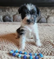 Riley, a male Miniature Schnauzer for sale in Camden, MI – Photo 3 of 3