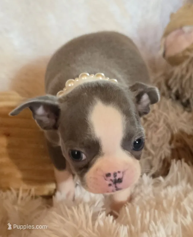 Bella blue – Boston Terrier puppy for sale in Camden, MI