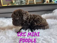 Mavis, a female Poodle - Miniature  for sale in Camden, MI – 5 of 7