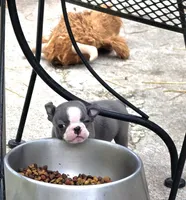 Walter, a male Boston Terrier for sale in Camden, MI – 2 of 3