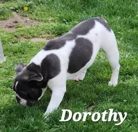 Dorothy, a female French Bulldog for sale in Camden, MI – Photo 3 of 4