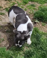 Dorothy, a female French Bulldog for sale in Camden, MI – Photo 2 of 4