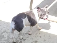 Dorothy, a female French Bulldog for sale in Camden, MI – Photo 1 of 4