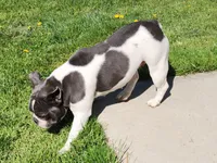 Dorothy, a female French Bulldog for sale in Camden, MI – Photo 4 of 4
