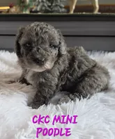 Maria, a female Poodle - Miniature  for sale in Camden, MI – 3 of 6