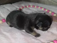 Chocolate , a female French Bulldog for sale in Camden, MI – 2 of 2