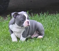 Travis, a male Boston Terrier and French Bulldog for sale in Camden, MI – 4 of 6