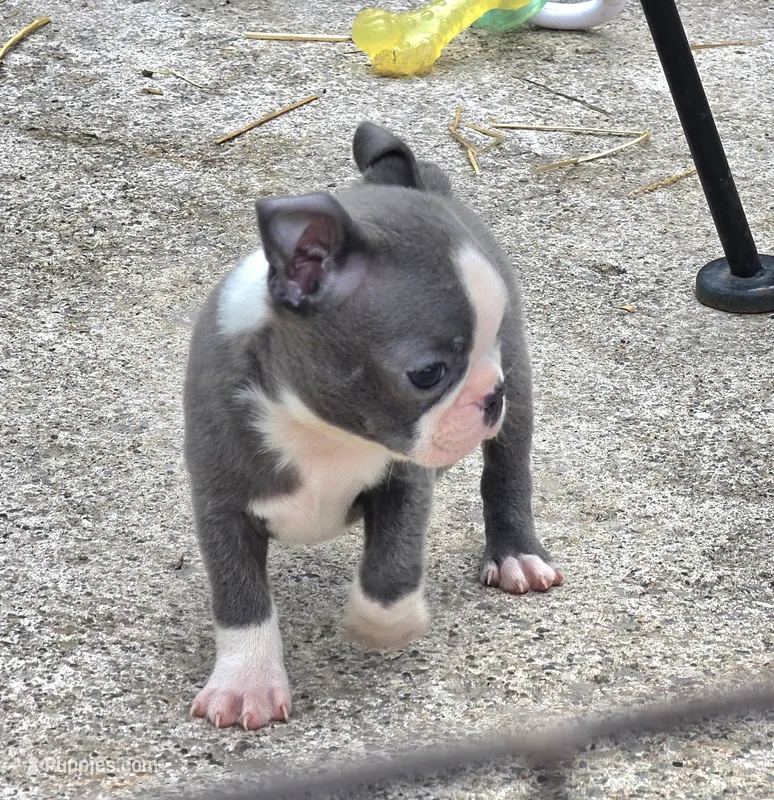 Walter – Boston Terrier puppy for sale in Camden, MI