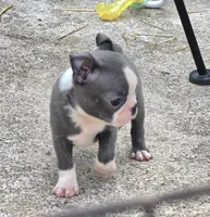Walter, a male Boston Terrier for sale in Camden, MI – 1 of 3