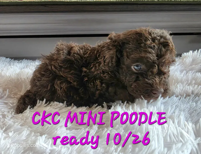 Mavis – Poodle - Miniature  puppy for sale in Camden, MI
