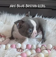 Bella blue, a female Boston Terrier for sale in Camden, MI – 7 of 9