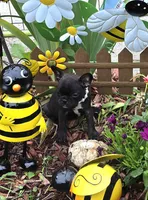 Bee Trice, a female Boston Terrier and French Bulldog for sale in Camden, MI – 8 of 9