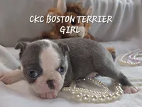Mia, a female Boston Terrier for sale in Camden, MI – 5 of 7