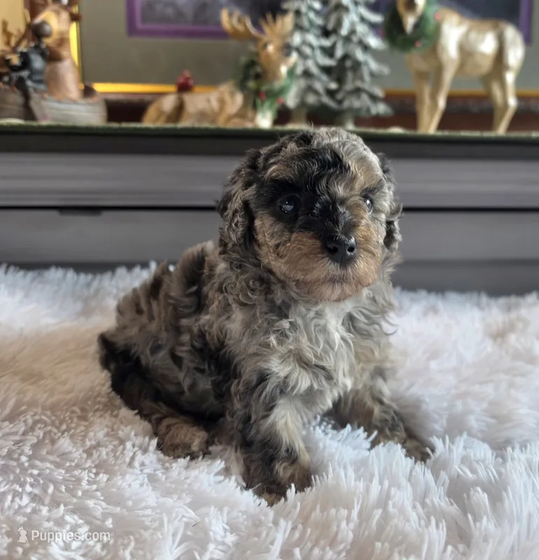 Blue Sugar  – Poodle - Miniature  puppy for sale in Camden, MI