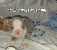 Whiskey , a male Boston Terrier for sale in Camden, MI – 6 of 8