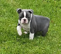 Travis, a male Boston Terrier and French Bulldog for sale in Camden, MI – 2 of 6