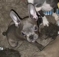 Minnie , a female Boston Terrier and French Bulldog for sale in Camden, MI – Photo 7 of 10