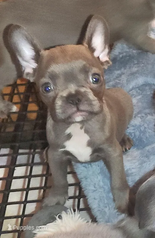 Minnie  – Boston Terrier, French Bulldog puppy for sale in Camden, MI