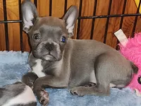 Minnie , a female Boston Terrier and French Bulldog for sale in Camden, MI – Photo 10 of 10